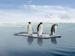 глобальное потепление, пингвины
