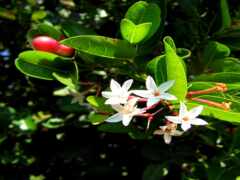 белый цветок с красными центрами на дереве