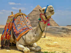 camel, пустыня