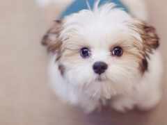 маленькая белая собака с синим воротником