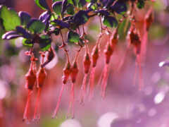специозное состояние, speciosum
