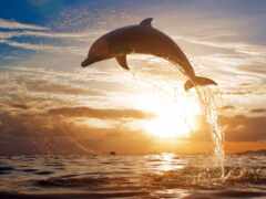 дельфины, закате, дельфин