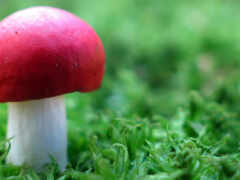 mushroom, daler, грибы