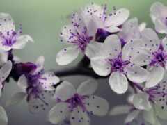 фиолетовые весенние цветы на ветке