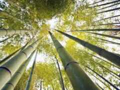 бамбук, живое, бесплатное