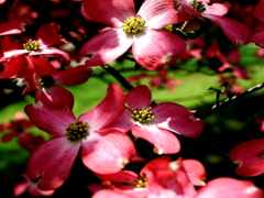 закрытие розового цветущего дерева с зелеными листьями