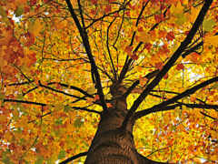 арафовое дерево с желтыми листьями осенью со скамейкой под ним