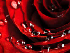 лепестки, роз, розы Фон № 165862 разрешение 2560x1600
