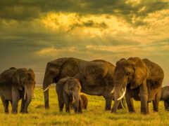 слон, стадо, семья