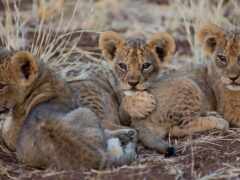 три молодых льва, лежащих в траве с лапами на земле