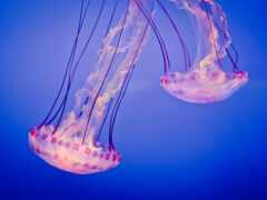 медузы, животное, море