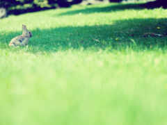мяч, кролик, трава