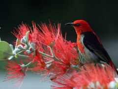 птица, красная, природа