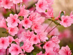 цветы, розовый, лепестки