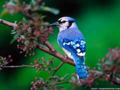 птица, джей, синяя