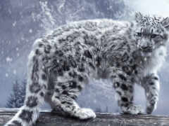 las, leopardo, nieves No 122602 Разрешение 1920x1200
