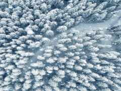 вид с воздуха на снежный лес с деревьями, покрытыми снегом