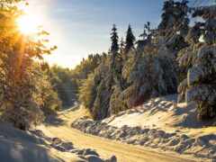 снежная дорога с деревьями и снегом с обеих сторон