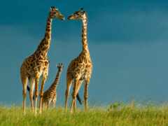 семья, жирафы, шерсть
