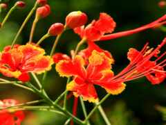 есть рядом красный и желтый цветок