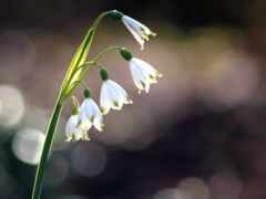 есть небольшой белый цветок, который растет из земли