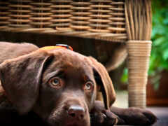 на полу лежит коричневая собака с ошейником на