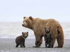 на пляже стоят два медведя