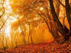лес, лист, осень