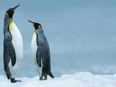 пингвины, стоящие на покрытой снегом земле с одним взглядом на небо
