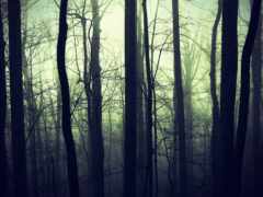 лес, хмурый, туман
