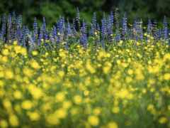 в поле зеленой травы много желтых цветов