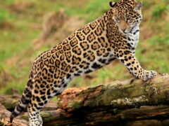 panthera, onca, jaguar