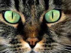 кот, глаз, животное