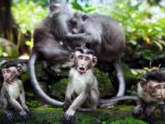 животные, обезьяны