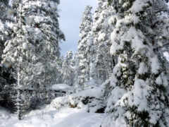 есть человек, катающийся на лыжах по снежной тропе в лесу