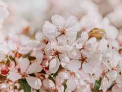 сакур, цветы, весна