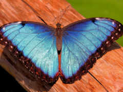 бабочка, blue, purple