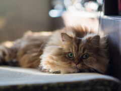 есть пушистая кошка, лежащая на полу под солнцем