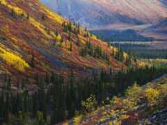 в горах растут деревья, а солнце светит