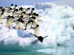 пингвин, животное, айсберг