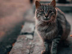 кошка сидит на тротуаре и смотрит в камеру