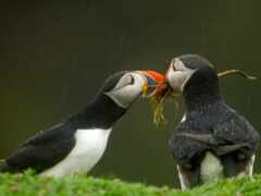 есть две птицы, которые стоят в траве вместе