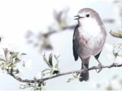 есть птица, сидящая на ветке с пчелой, пролетающей мимо