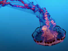 iphone, jellyfish