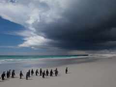 пингвин, пляж, море