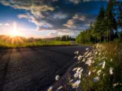 женский вид на дорогу с полем ромашек и деревьев