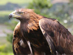 есть большая птица, которая сидит на ветке дерева