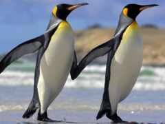 пингвины, смешные, пингвинов
