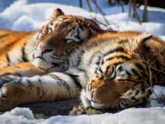 тигр, тигрица, снег