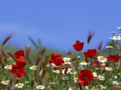 в поле много красных цветов с белыми маргаритками